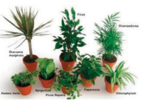 Plus de 8 variétés de plantes dépolluantes pour l'aménagement paysager et la végétalisation